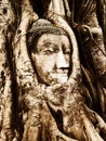 Head of Buddha under a fig tree, Ayutthaya Royalty Free Stock Photo