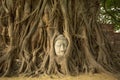 The Head of Buddha in Wat Mahathat, Ayutthaya.