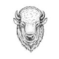 Head of buffalo. Royalty Free Stock Photo