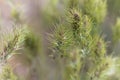 Head of bulbous bluegrass Poa bulbosa