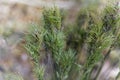 Head of bulbous bluegrass Poa bulbosa Royalty Free Stock Photo