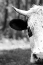 Head bull in black and white.