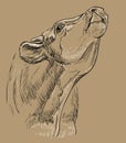 Head of bull hand drawing illustration vintage