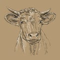 Head of bull head vector illustration brown Royalty Free Stock Photo