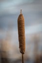 The head of a bulrush in front of a lake