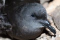 Head of Bulwer's petrel Bulweria bulwerii. Royalty Free Stock Photo