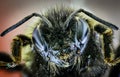 The head of the bumblebee is macro with large eyes and antennae.