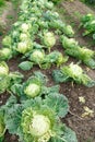 Head of cabbage damaged by caterpillars