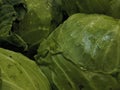 Head of cabbage with drops of water Royalty Free Stock Photo
