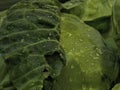 Head of cabbage with drops of water Royalty Free Stock Photo