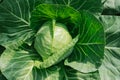 Head of cabbage. Harvest of young cabbage.