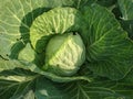 A head of cabbage with large green leaves growing in the garden on a Sunny