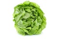 Head cabbage lettuce organic vegetable isolated on white