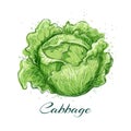 Head cabbage vegetables watercolor sketch