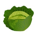 A head of cabbage with green leaves.