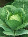 Head of cabbage. White cabbage close-up grows in the garden bed Royalty Free Stock Photo