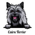 Head Cairn Terrier - dog breed. Color image of a dogs head isolated on a white background Royalty Free Stock Photo