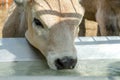 Head of calf who drinks water from trough or tank on farm. Portrait of muzzle.