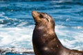 Head of California Sea Lion in La Jolla, California Royalty Free Stock Photo