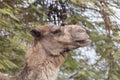 Head of camel against the background of green tree branches Royalty Free Stock Photo