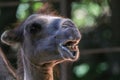 Close-up of a funny looking camel Royalty Free Stock Photo