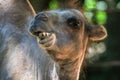 Close-up of a funny looking camel Royalty Free Stock Photo