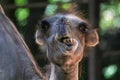 Close-up of a funny looking camel Royalty Free Stock Photo
