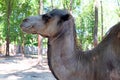 Head of a camel close-up. Royalty Free Stock Photo