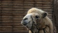 Head of a camel closeup.