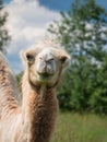 The head of a camel closeup on the blurry background