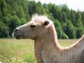 The head of a camel closeup on the blurry background of forest