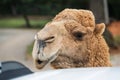 Head of camel closeup