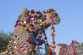 Head of a camel decorated with colorful tassels, necklaces and beads. Desert Festival, Jaisalmer, India Royalty Free Stock Photo