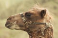 Head camel with harness. Animal Royalty Free Stock Photo