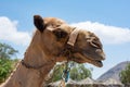 Head of a camel with harness Royalty Free Stock Photo