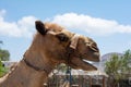 Head of a camel with harness Royalty Free Stock Photo