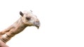 Head of camel isolated Royalty Free Stock Photo