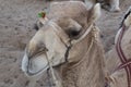 The head of a camel lying. Royalty Free Stock Photo