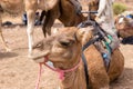 The head of a camel Royalty Free Stock Photo