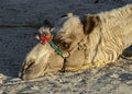 The head of a camel lying on the sand close-up. Egypt Royalty Free Stock Photo