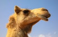 Portrait of camel in desert