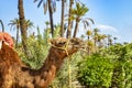 The head of camel in a Palmeraie near Marrakesh, Morocco. The sahara desert is situated in Africa. Dromedars are staying in sand Royalty Free Stock Photo