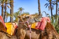 The head of camel in a Palmeraie near Marrakesh, Morocco. The sahara desert is situated in Africa. Dromedars are staying in sand Royalty Free Stock Photo