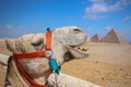 Head of a camel in profile close-up on the background of the Egyptian pyramids