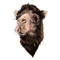 Head camel Royalty Free Stock Photo