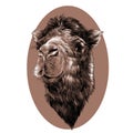 Head camel Royalty Free Stock Photo