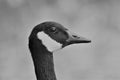 Head of a Canadian Goose