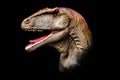 The head of Carcharodontosaurus in the dark , dinosaur on black background Royalty Free Stock Photo