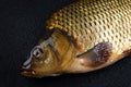 Head carp fish on the surface dark stone.