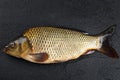 Head carp fish on the surface dark stone.